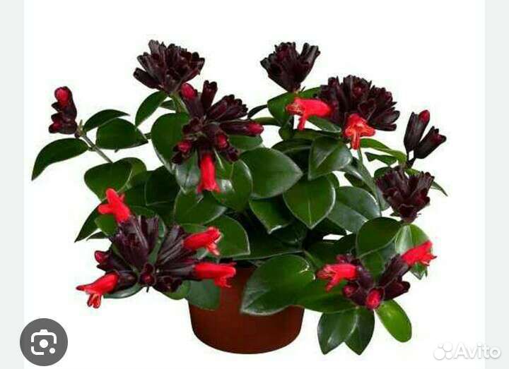 Эсхинантус Мона Лиза