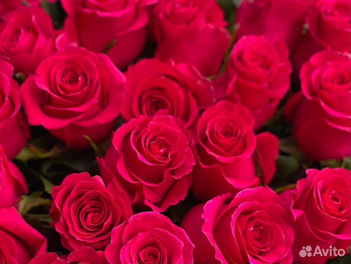 51 Роза Эквадор Доставка цветов 15 25 51 101 розы