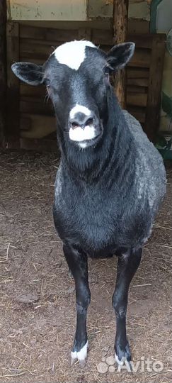 Баран романовской, породы