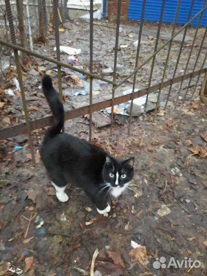 Кошка в дар