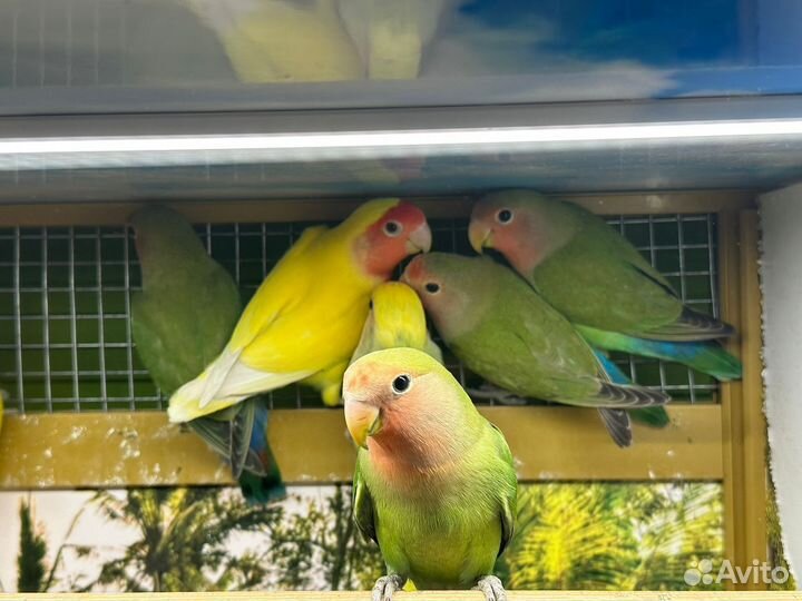 Попугай Неразлучники розовощекие