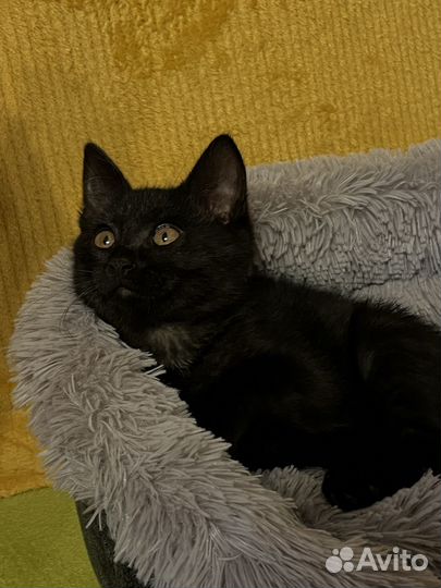 Отдам котенка в добрые руки