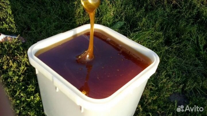 Мед с Алтая