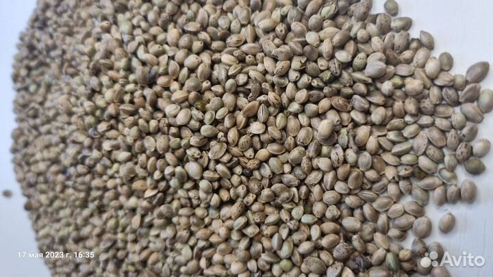 Семена Конопли (пищевые)