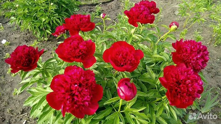 Пионы саженцы Рэд Чарм