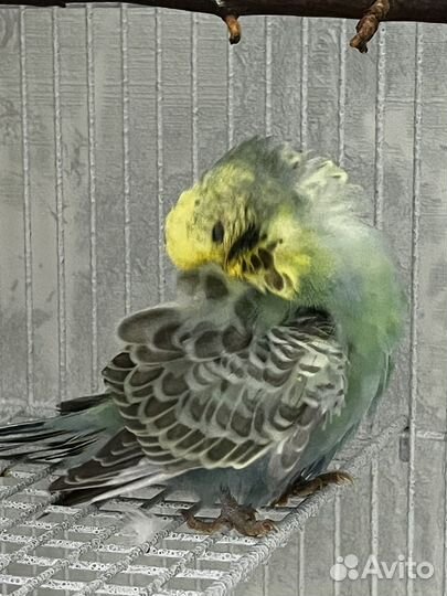 Волнистый попугай ввп чех