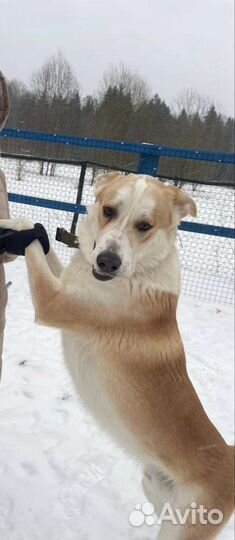 Собака в добрые руки