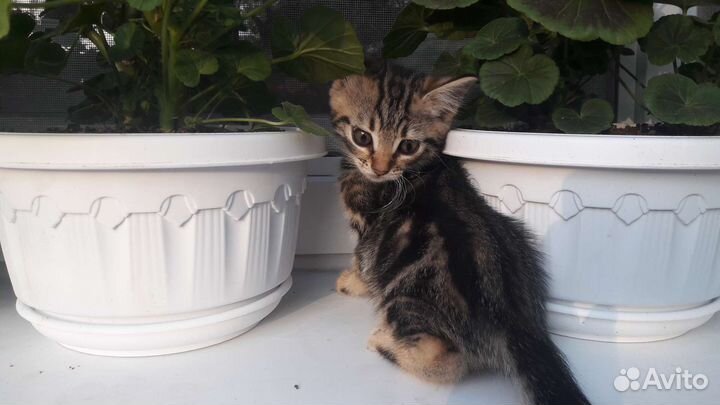 Котики для души)