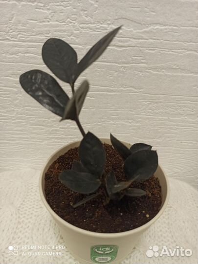 Комнатные цветы замиокулькас зензи