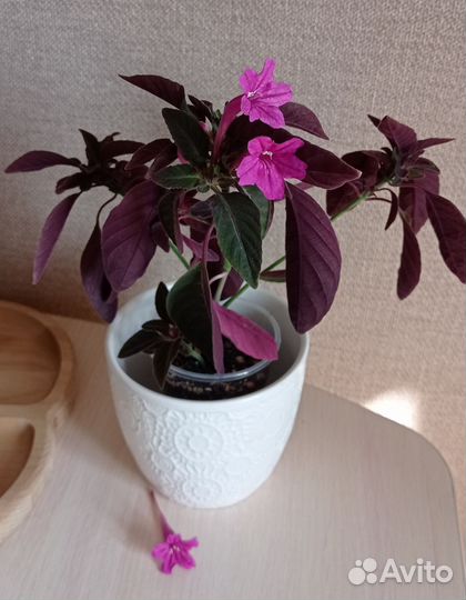 Цветы в ассортименте