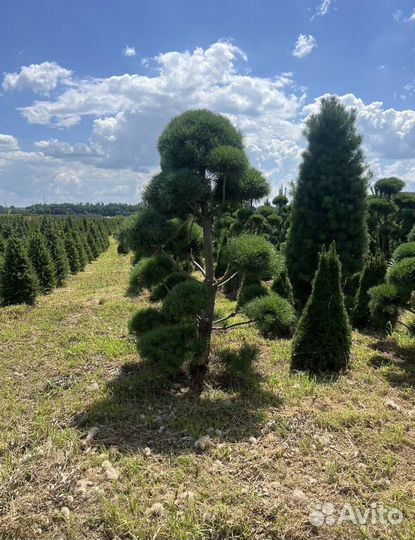 Пихта Корейская для живой изгороди