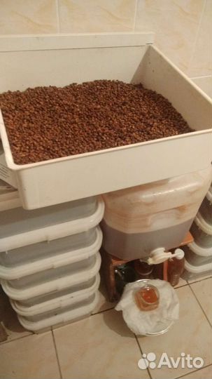 Перга пчелинная