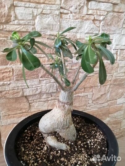 Адениум взрослый