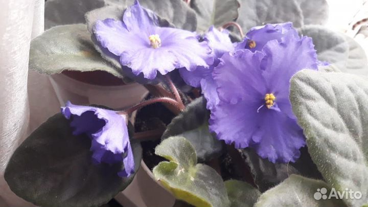 Продам цветы комнатные