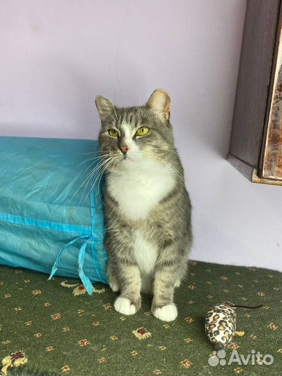 Беспроблемная уютная кошка. Стерил, привита