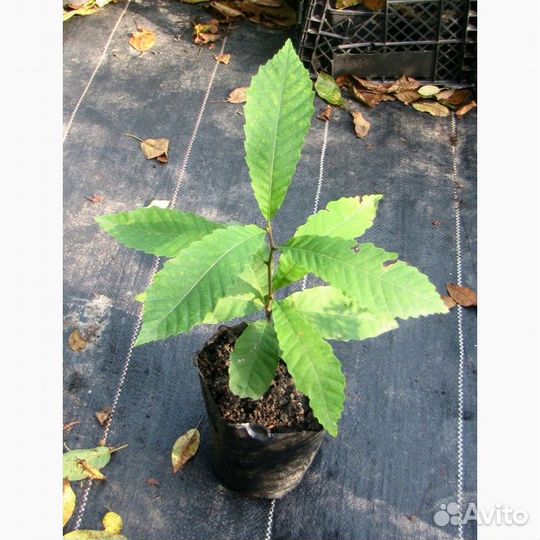 Каштан посевной (съедобный) два сорта