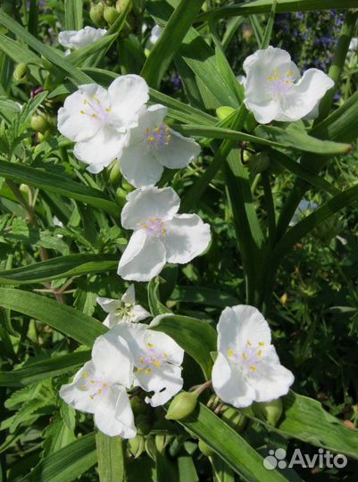 Традесканция садовая