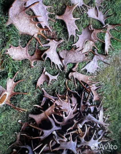 Рога Лося, Оленя, Марала