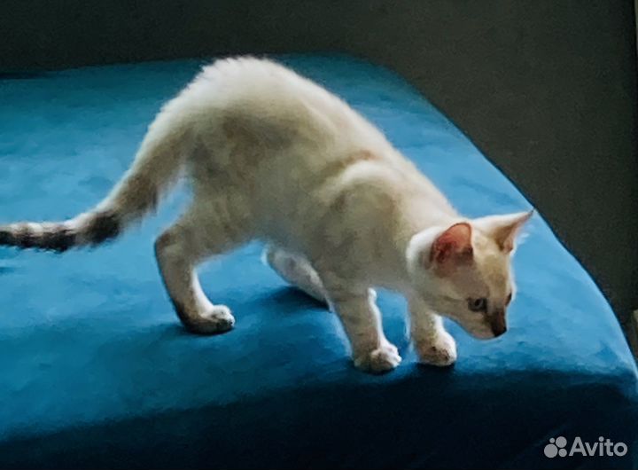 Бенгальский котик с документами