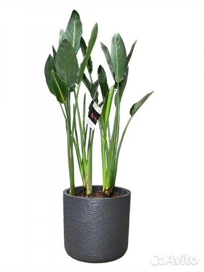 Стрелиция королевская Регина 135 см