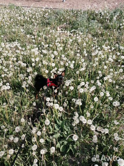 Мини той-терьер вязка