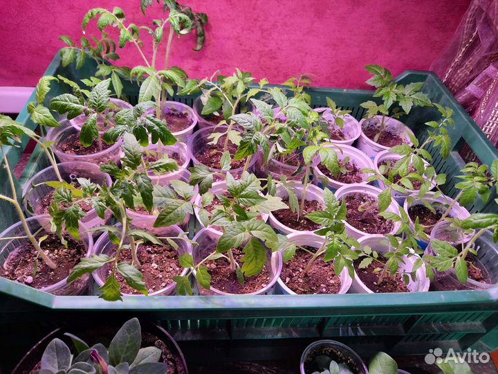 Рассада томатов, перцев, баклажан