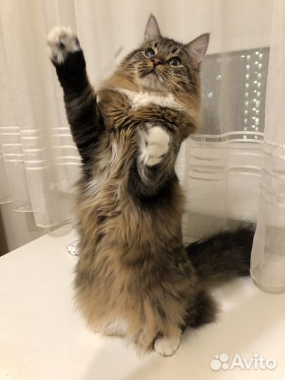 Котенок сибирский