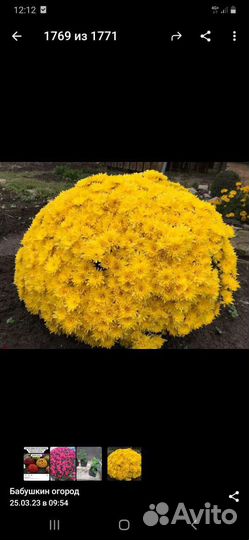 Хризантемы мультифлора