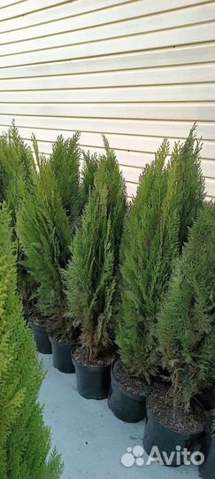 Туя 70-80 см