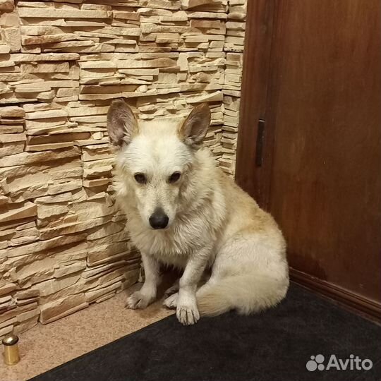 Собаки бесплатно в добрые руки
