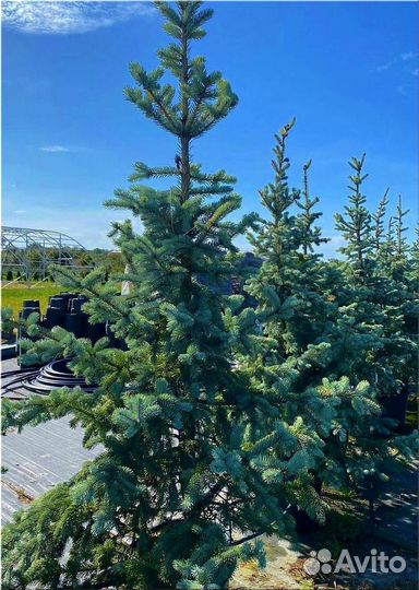 Ель Голубая/Доставка