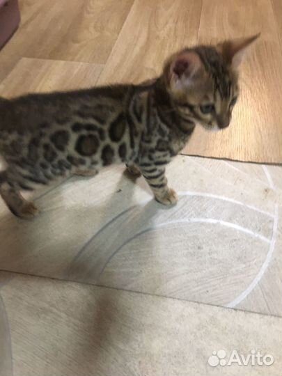 Бенгальская