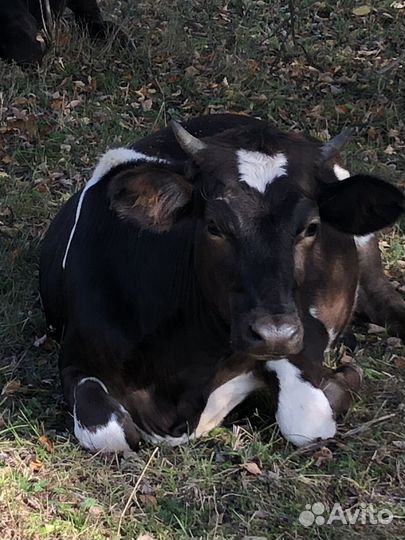 Быки,нетели,телки,дойная корова