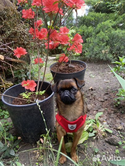 Собака в аренду