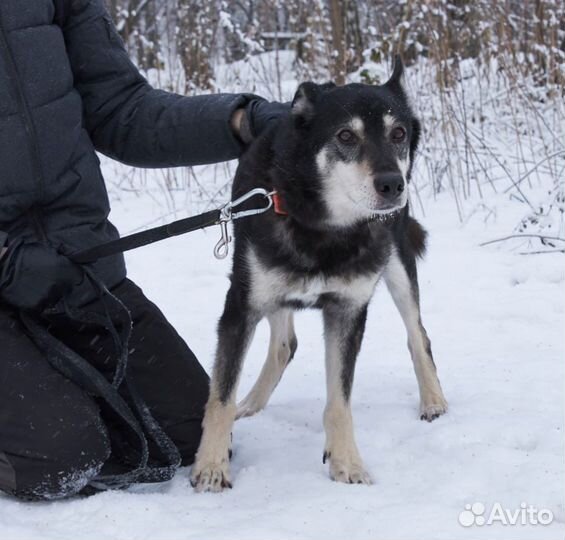Заберите Джонника домой из приюта