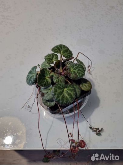 Камнеломка плетеносная