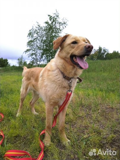 Собака-милашка Уна мечтает о доме