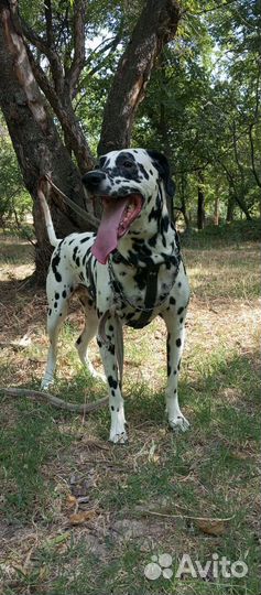 Собака далматин