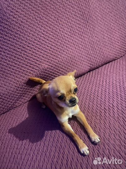Чихуахуа мини мальчик