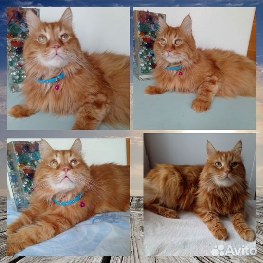 Симпатичный котик в добрые руки