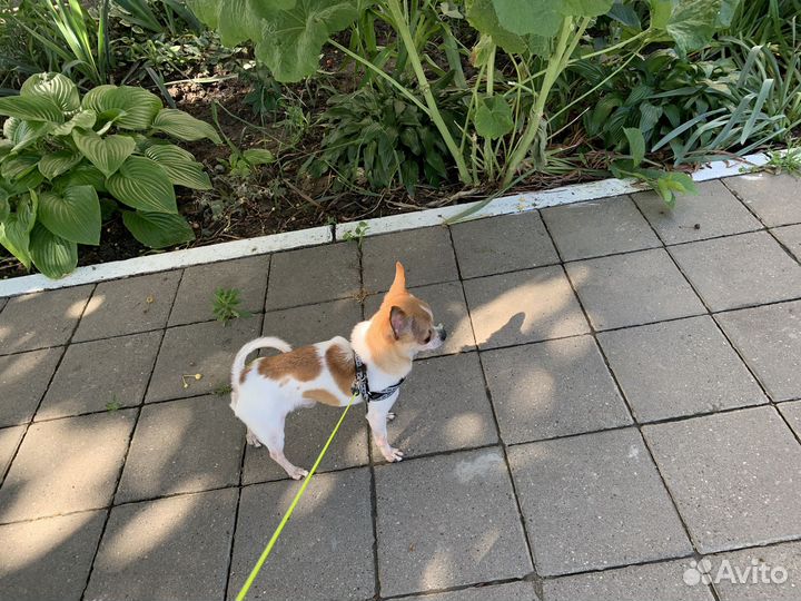 Мальчишка для свидания