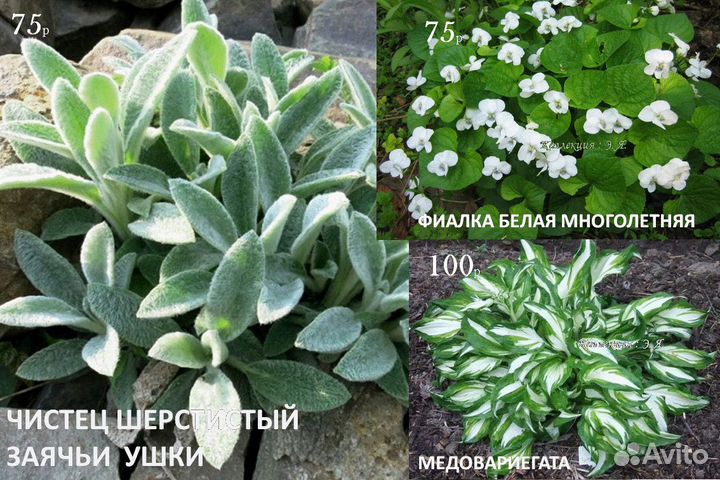 Почвопокровные Многолетники Хосты Почтой (Часть1)