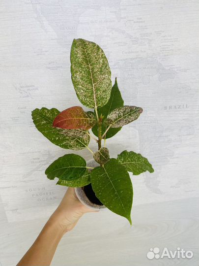 Фикус Нью-Клон