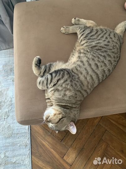 Кот британец в добрые руки