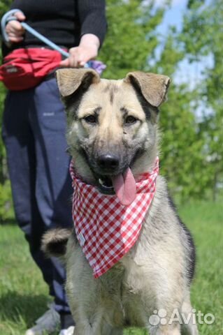 Собака в добрые руки