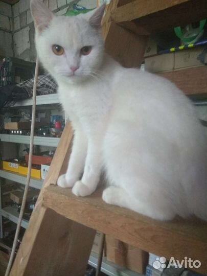 Кот в добрые руки