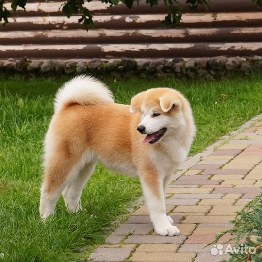 Щенки акита ину