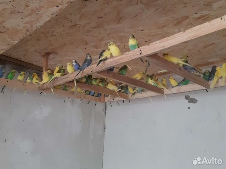 Волнистый попугай