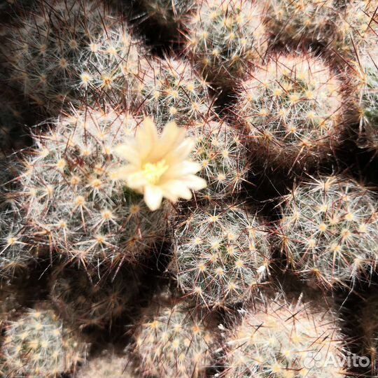 Кактус 35/20см