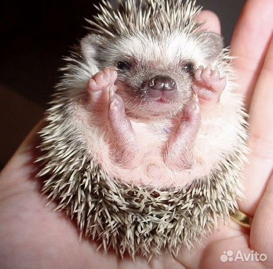 Ежики малыши